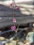 Image of Streptanthus glandulosus subsp. hoffmanii (Kruckeberg) M. Mayer & D. W. Taylor