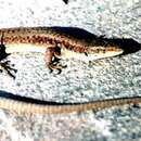 Image of Dahl's lizard