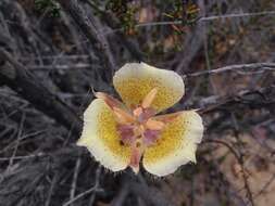 Image of Weed's mariposa lily