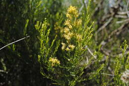 Слика од Gundlachia diffusa (Benth.) Urbatsch & R. P. Roberts