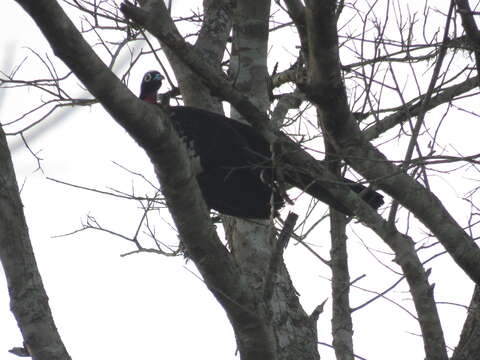 Image of Black Fronted Curassow