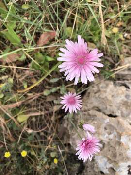 Image of red hawksbeard