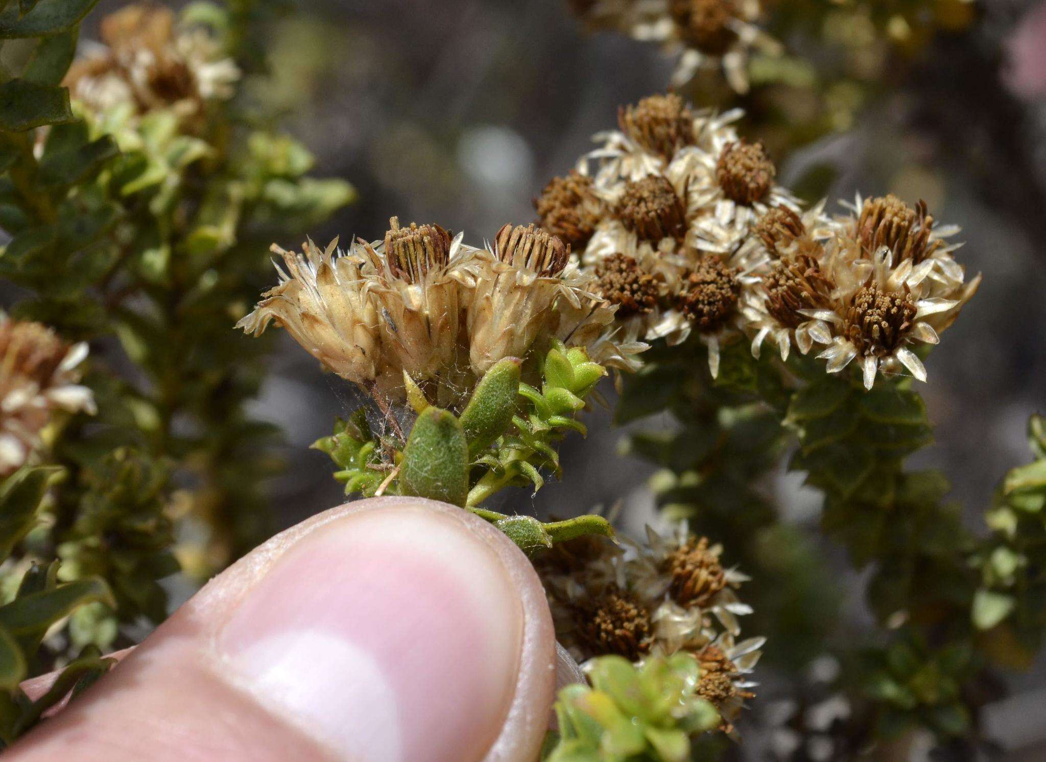 Image of Oedera squarrosa (L.) A. A. Anderberg & K. Bremer