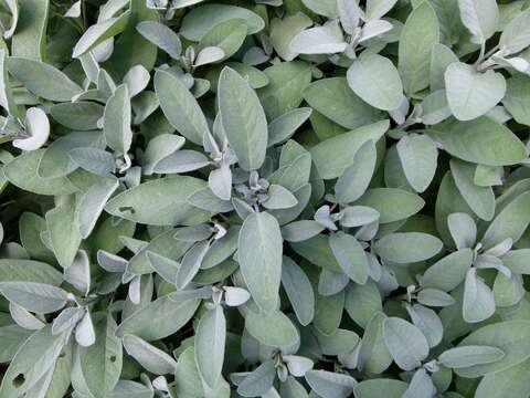 Imagem de Salvia officinalis L.