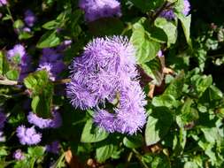 Imagem de Ageratum houstonianum Mill.