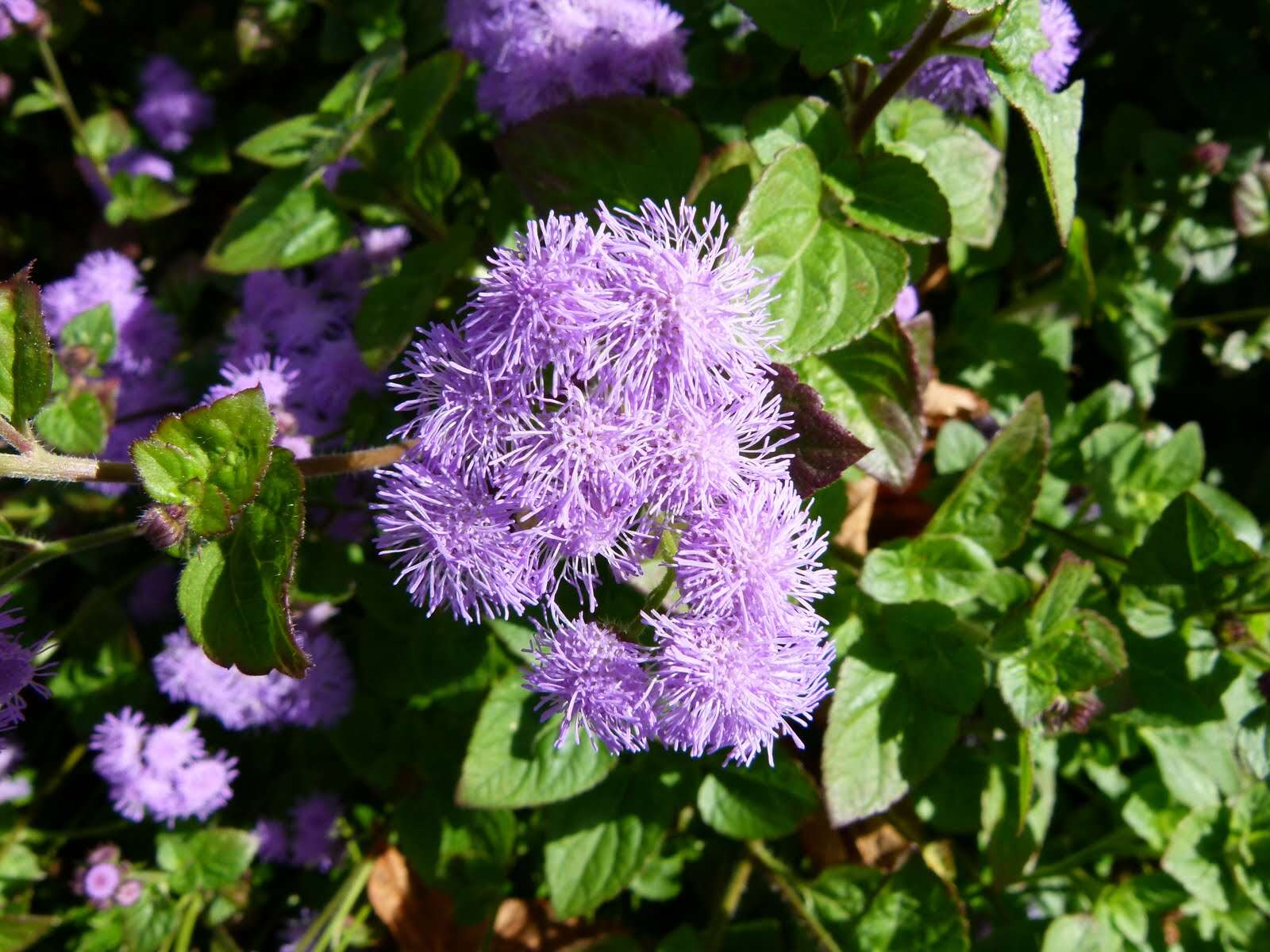 Imagem de Ageratum houstonianum Mill.