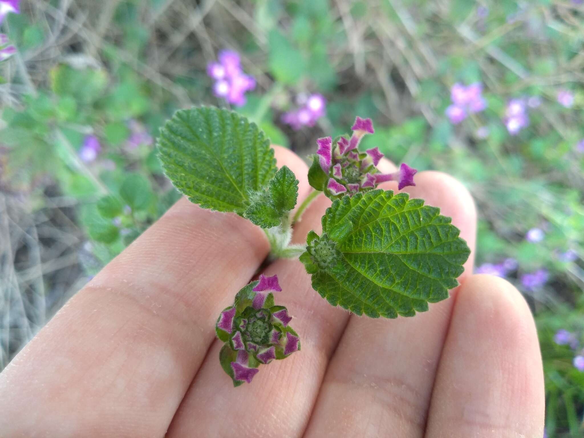 Image of Lantana megapotamica (Spreng.) Tronc.