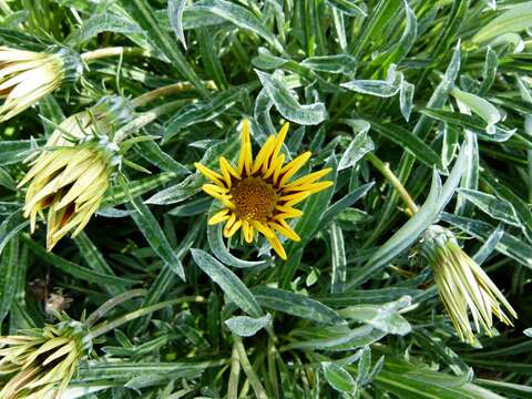 Image of treasure-flower