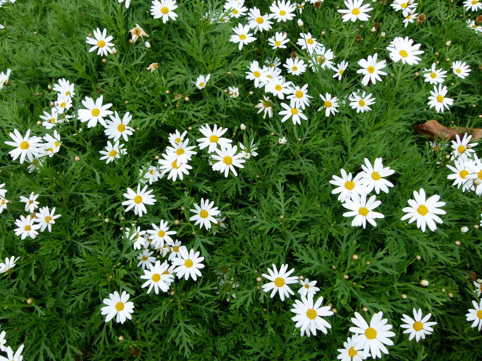 Image of marguerite