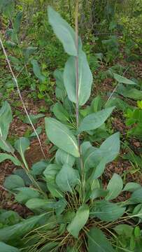 Image of great coneflower