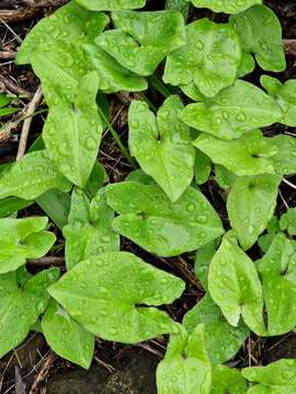 Image of Arisarum vulgare subsp. clusii (Schott) K. Richt.