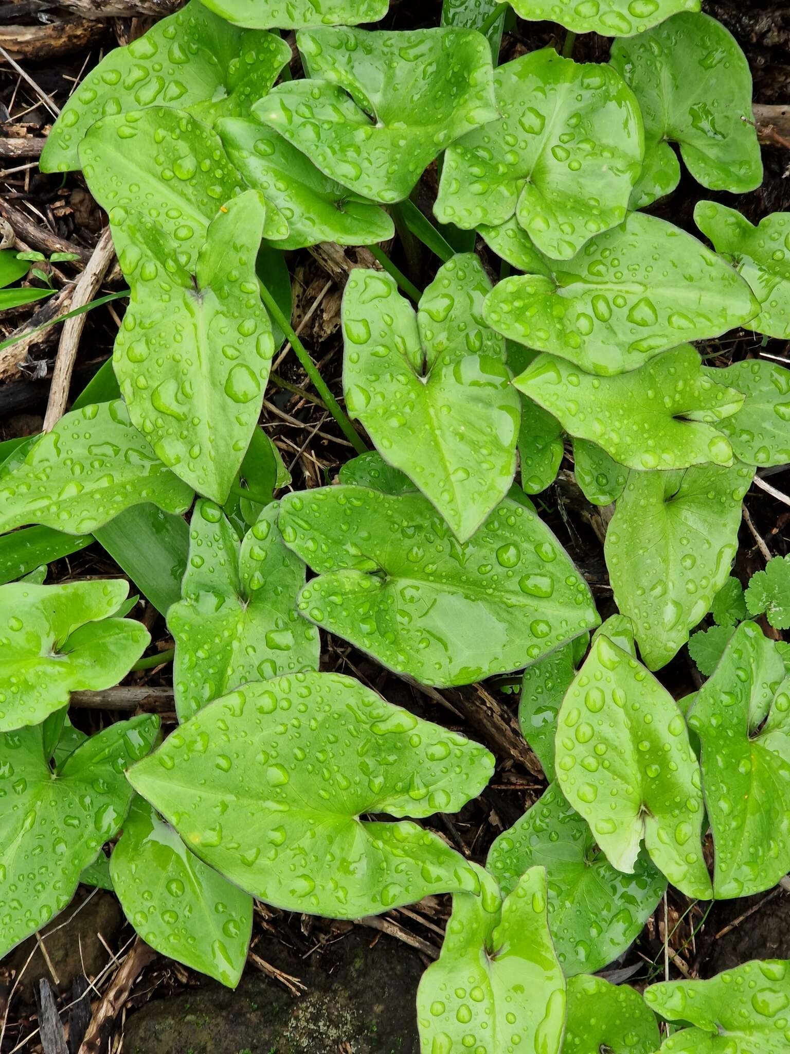 صورة Arisarum vulgare subsp. clusii (Schott) K. Richt.