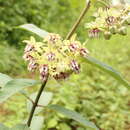 Image of Engelmann's milkweed