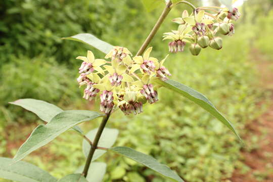 Image of Engelmann's milkweed