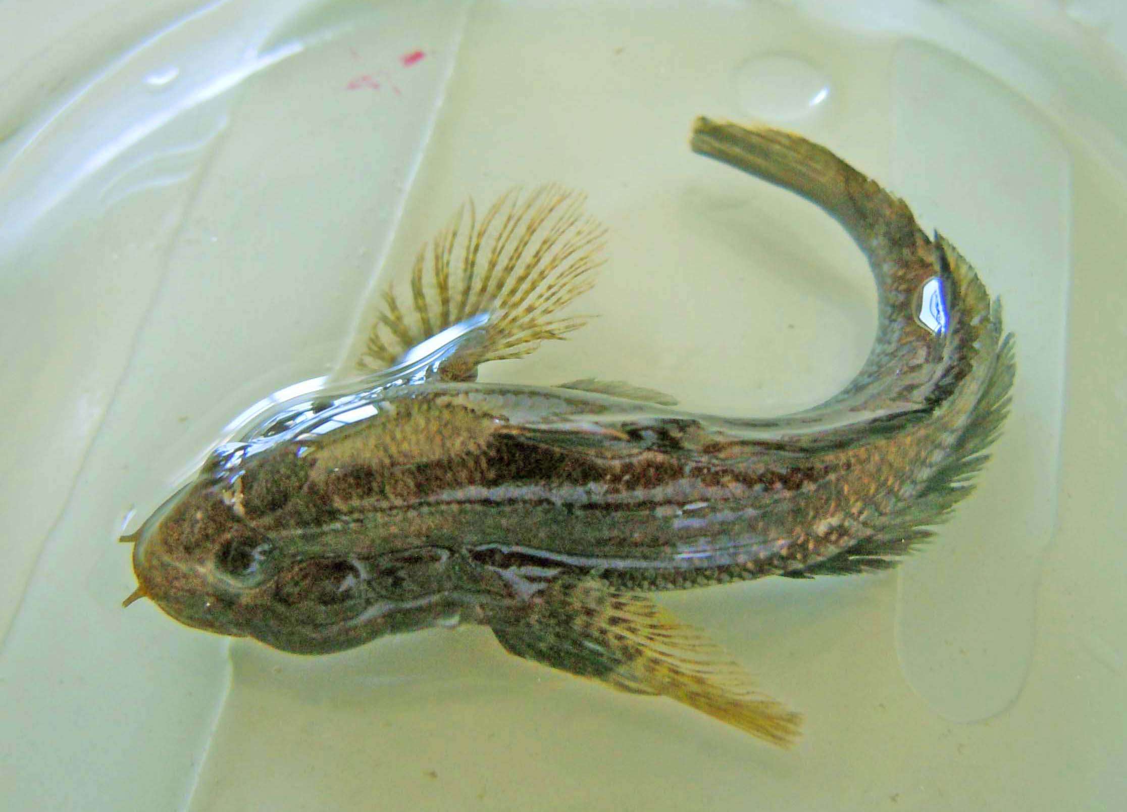 Image of Western tubenose goby