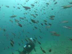 Image of Scissortail damselfish