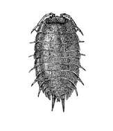 Image of Isopod