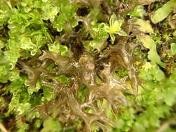 Image of <i>Scytinium palmatum</i>