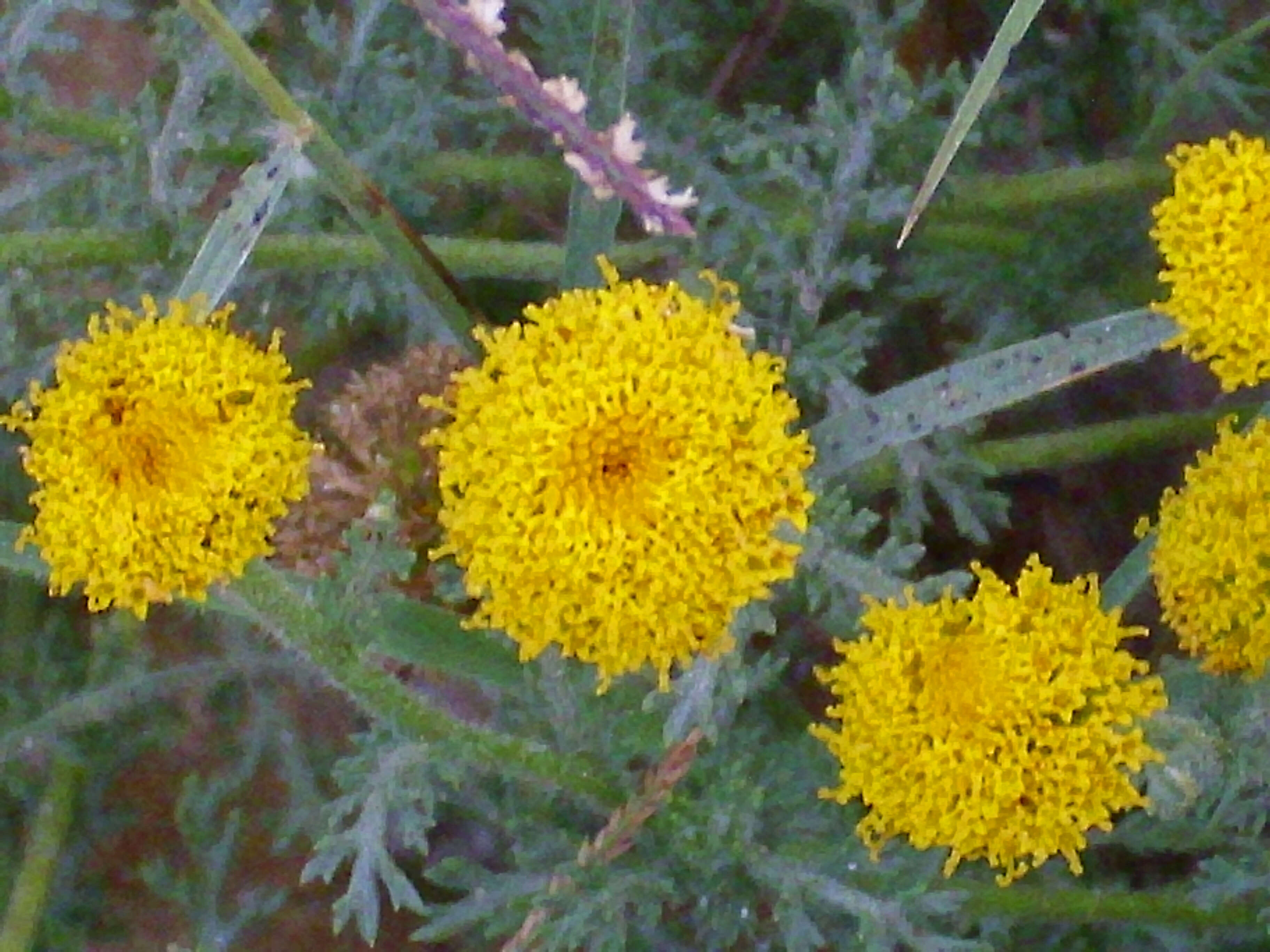 Image of Anacyclus valentinus L.