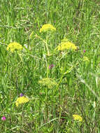 Image of Texas prairie parsley