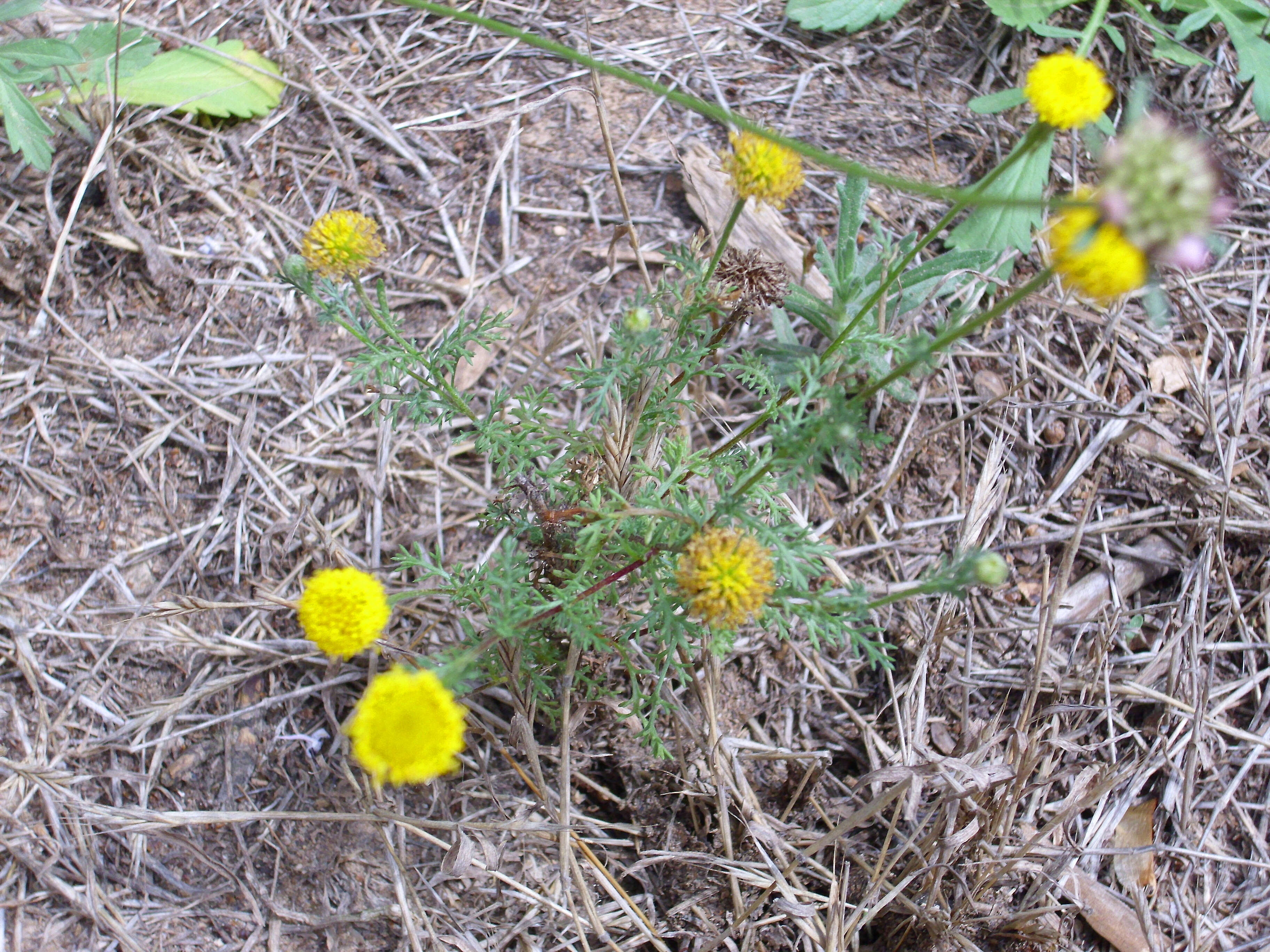 Image of Anacyclus valentinus L.