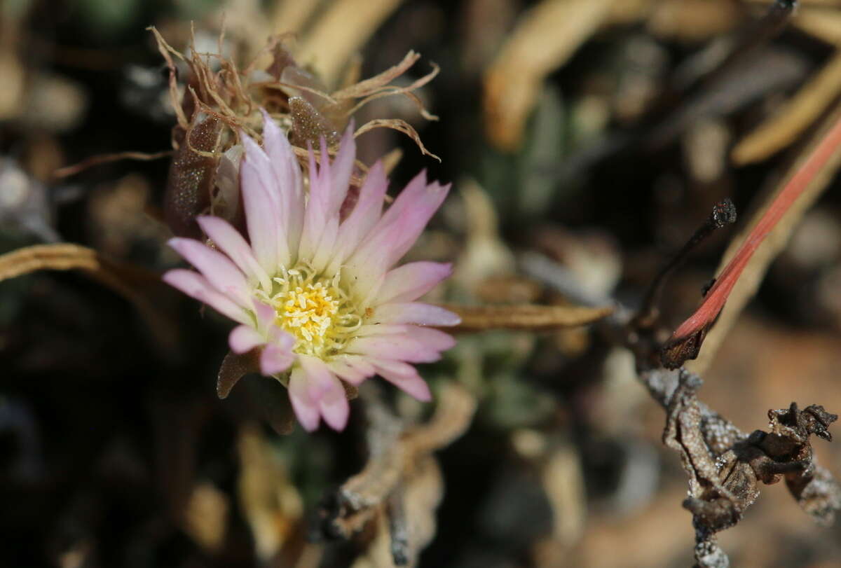 Imagem de Delosperma gautengense H. E. K. Hartmann