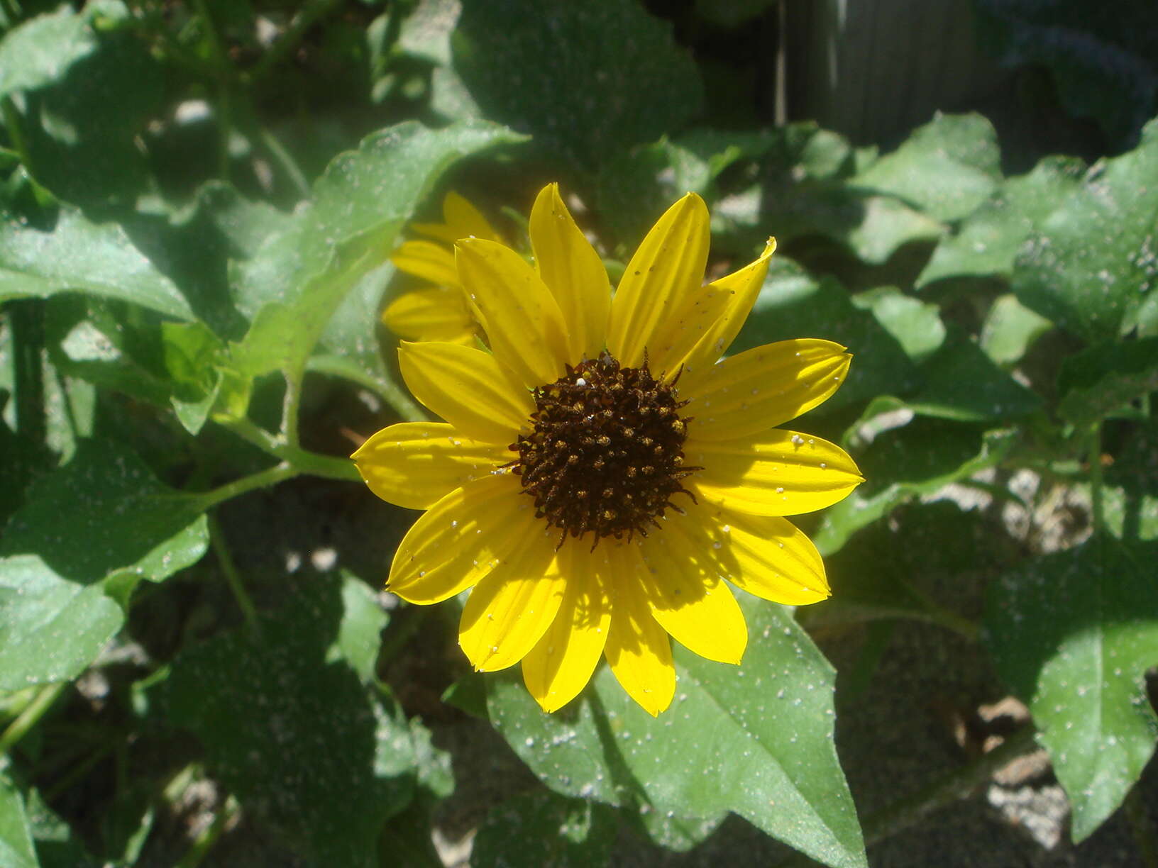 Image of cucumberleaf sunflower