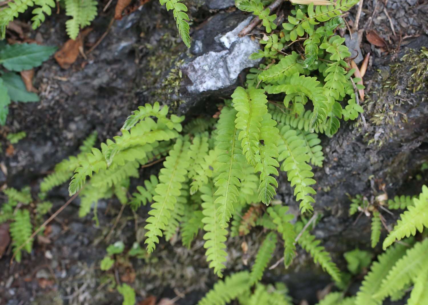 Image of Woodsia polystichoides D. C. Eat.