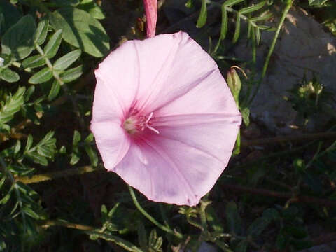 Image of mallow bindweed