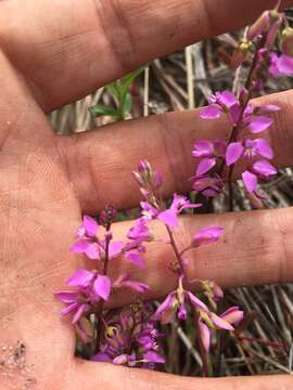 Слика од Polygala crenata C. W. James