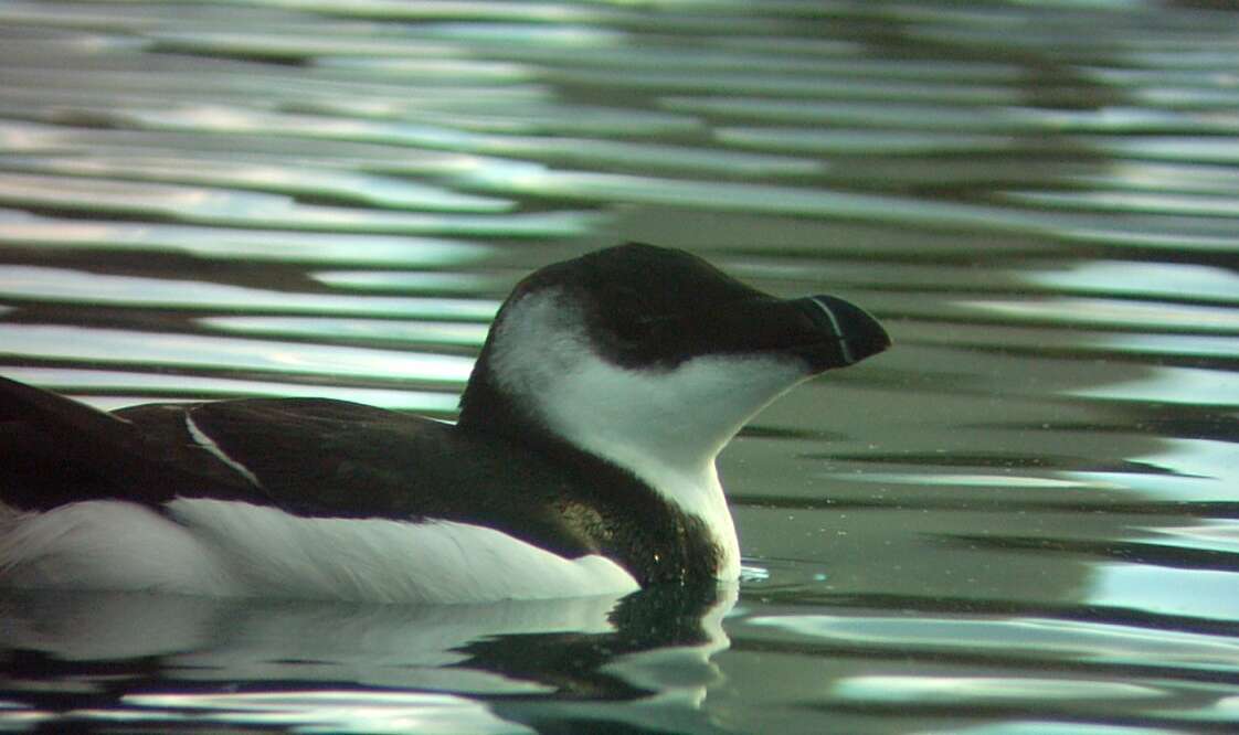 Image of Lesser auk