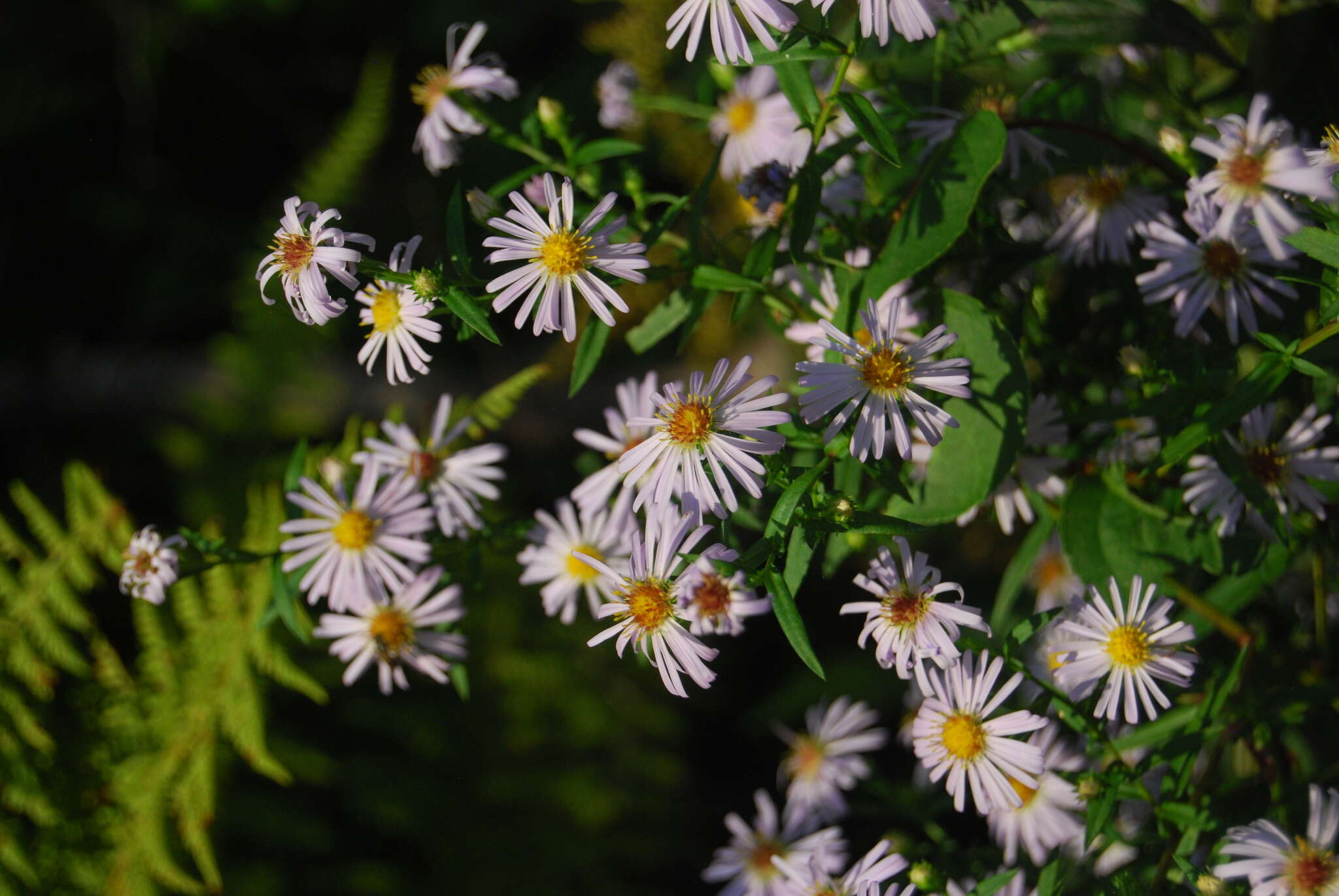 Image of New York aster