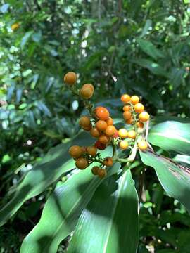 Image of Alpinia flabellata Ridl.