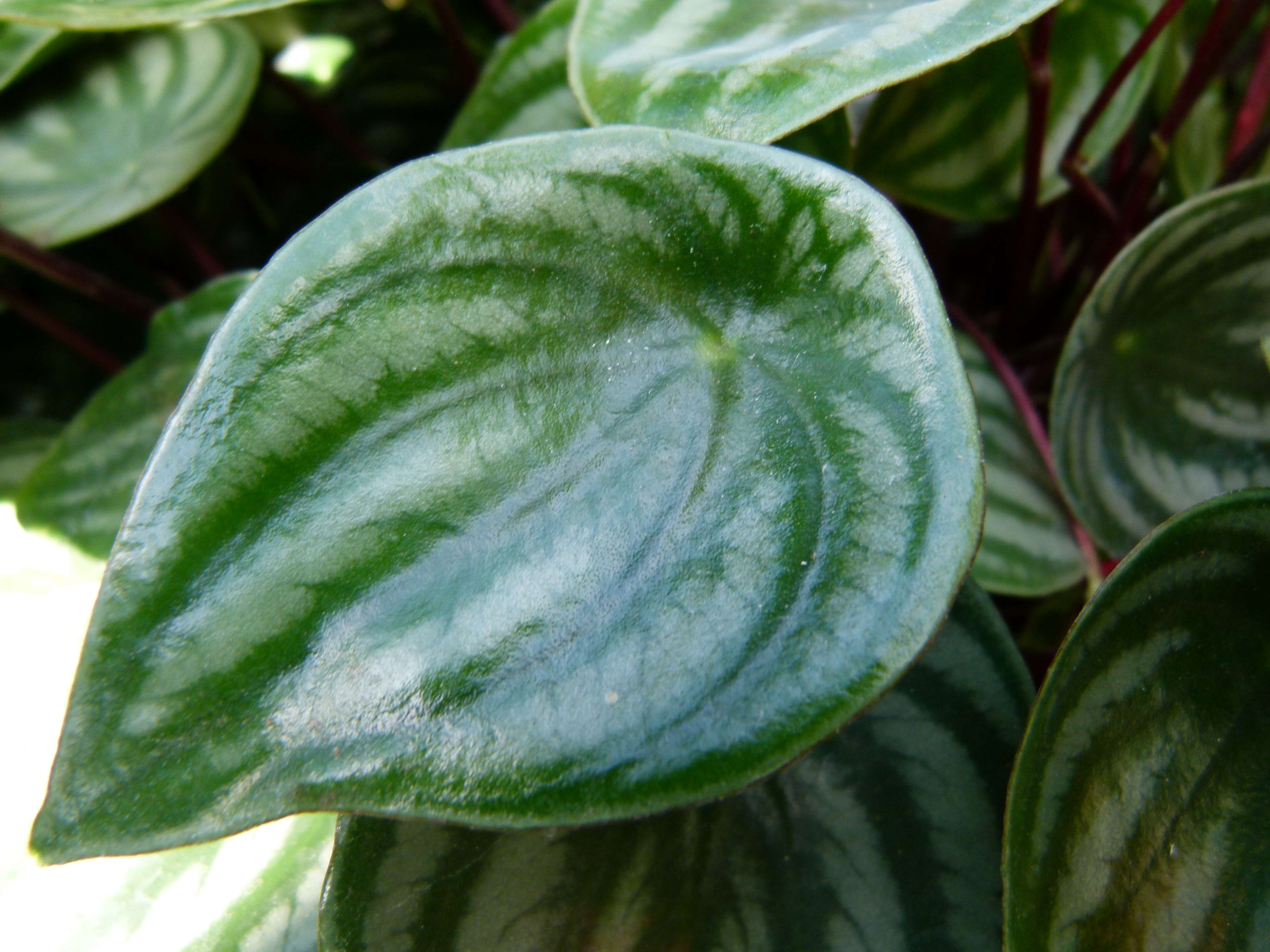 Image of Peperomia argyreia (Miq.) E. Morr.