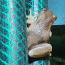 Image of Bleating Tree Frog