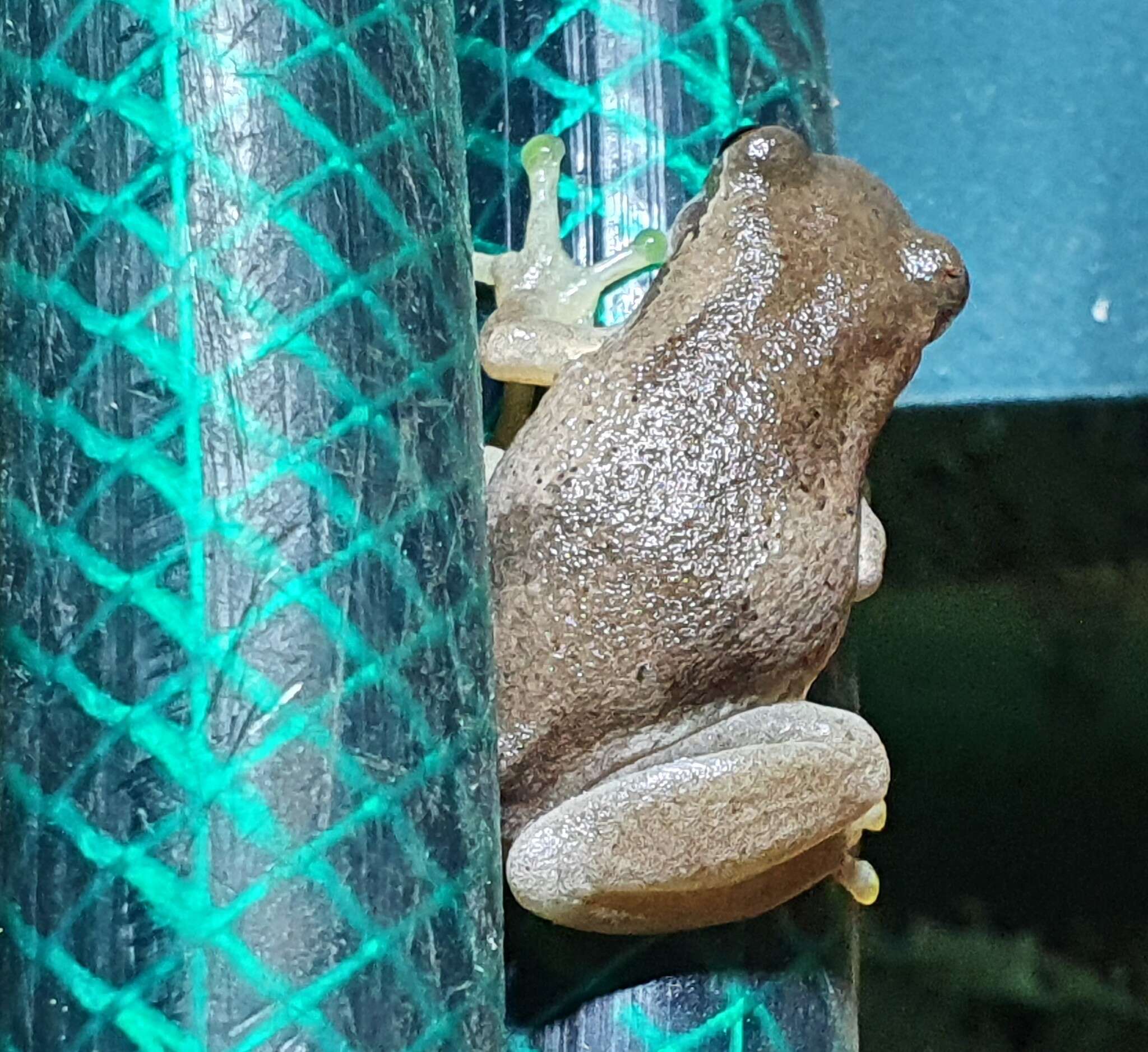 Image of Bleating Tree Frog