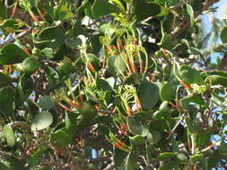 Image of Lysiana spathulata (Blakely) Barlow