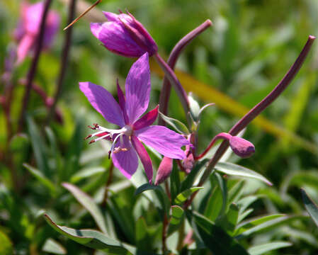 Image of dwarf fireweed