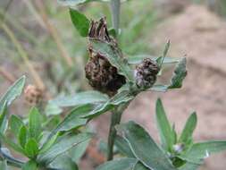 Image of brown knapweed