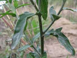 Image of brown knapweed