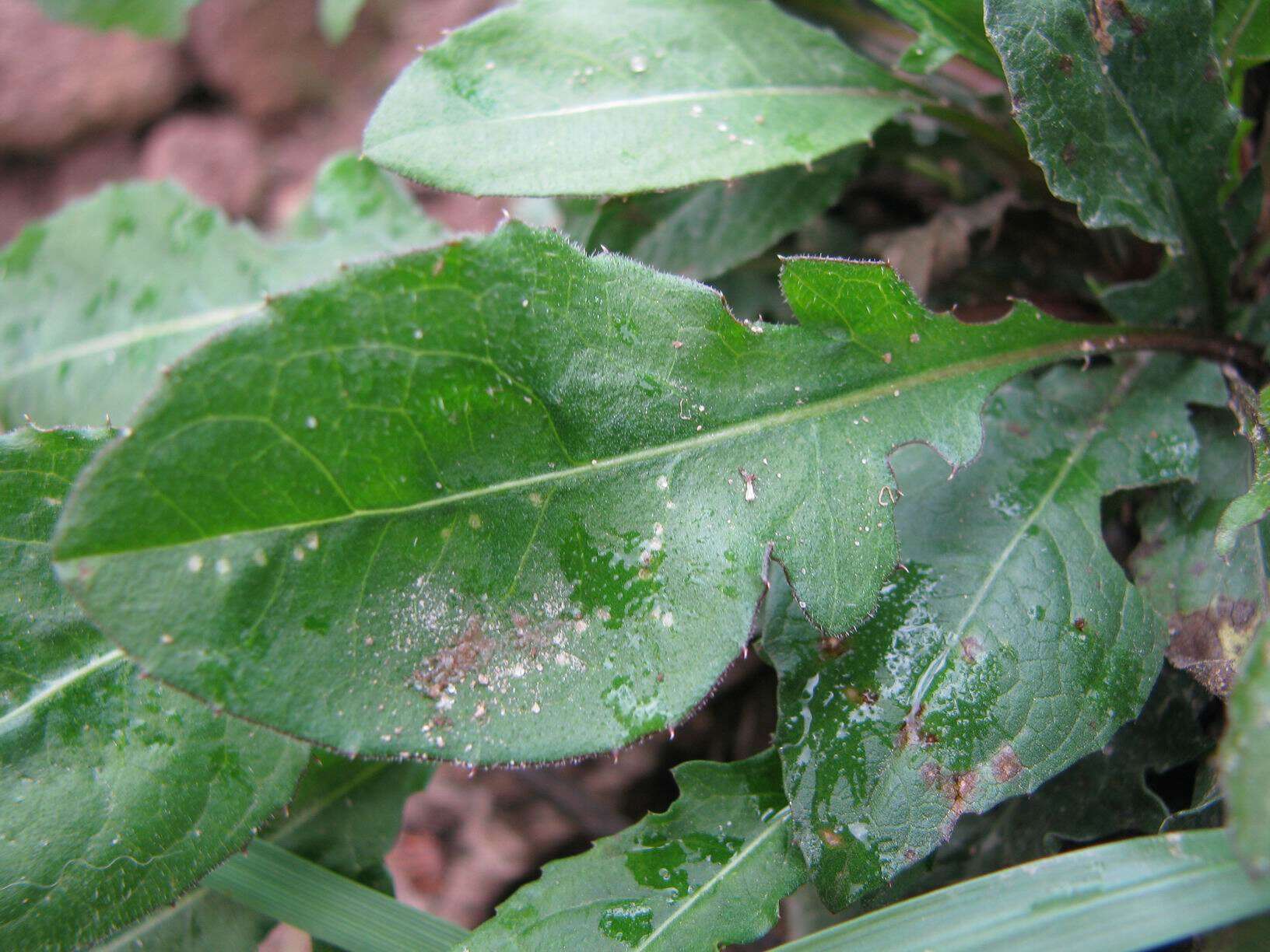 Image of brown knapweed