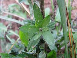 Image of brown knapweed