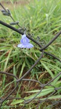 Imagem de Salvia reptans Jacq.