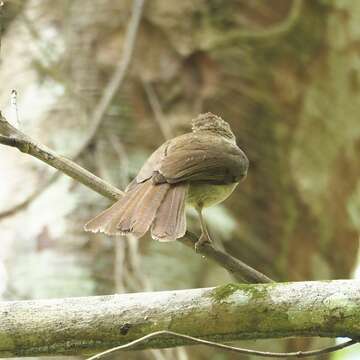 Image of Buff-vented Bulbul