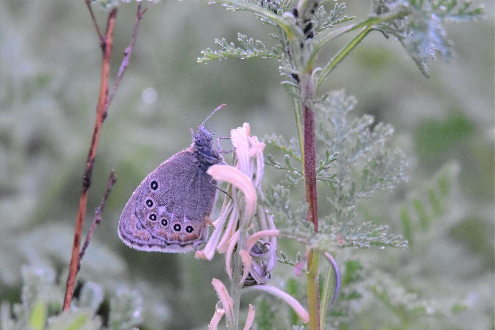 Image of Coenonympha amaryllis Cramer 1782