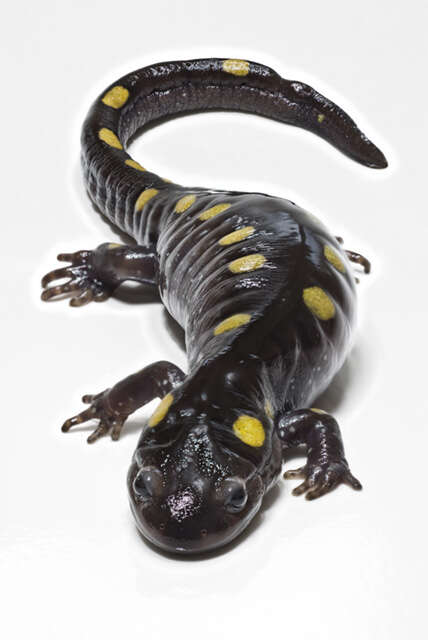 Слика од Ambystoma maculatum (Shaw 1802)