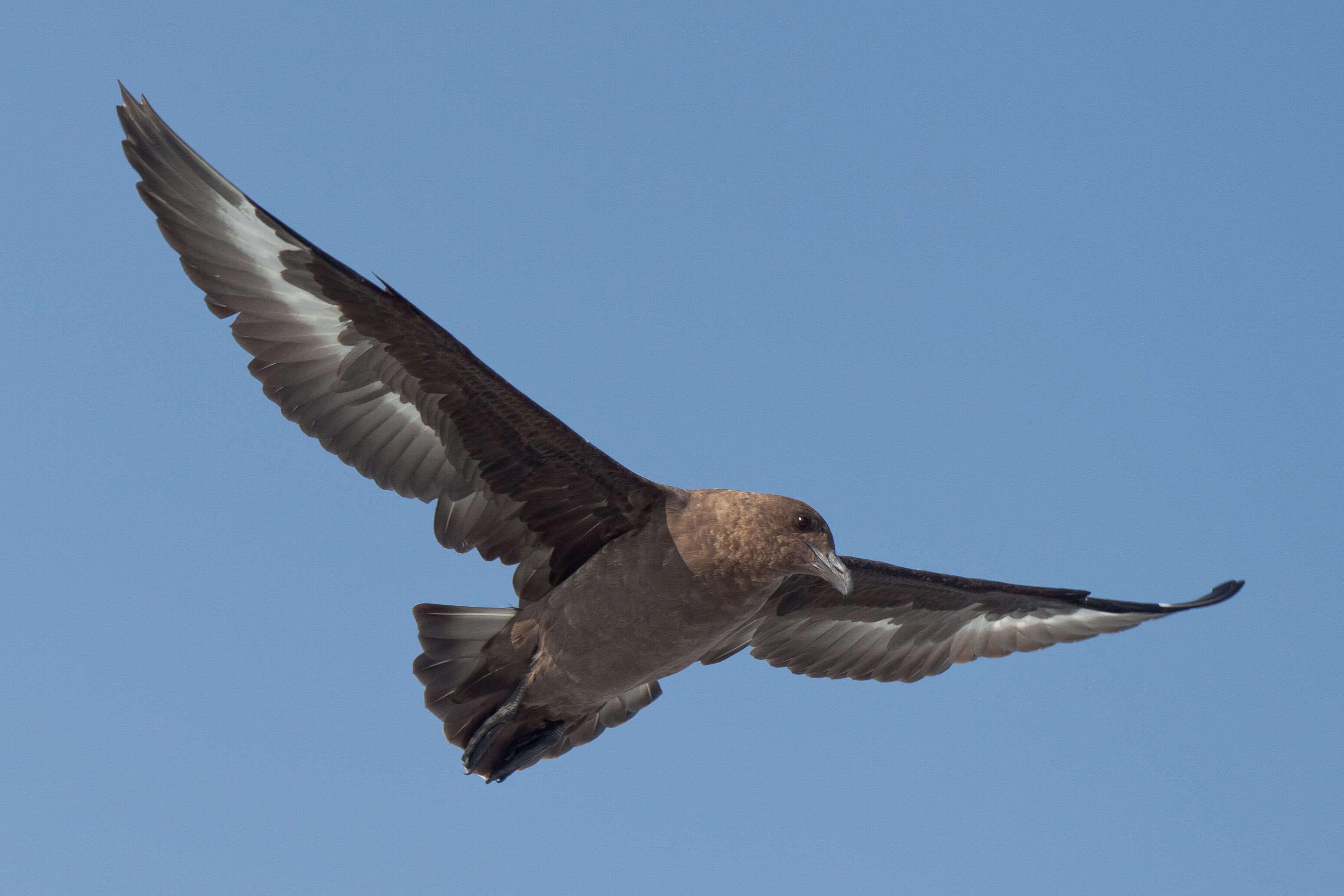 Image of Brown Skua