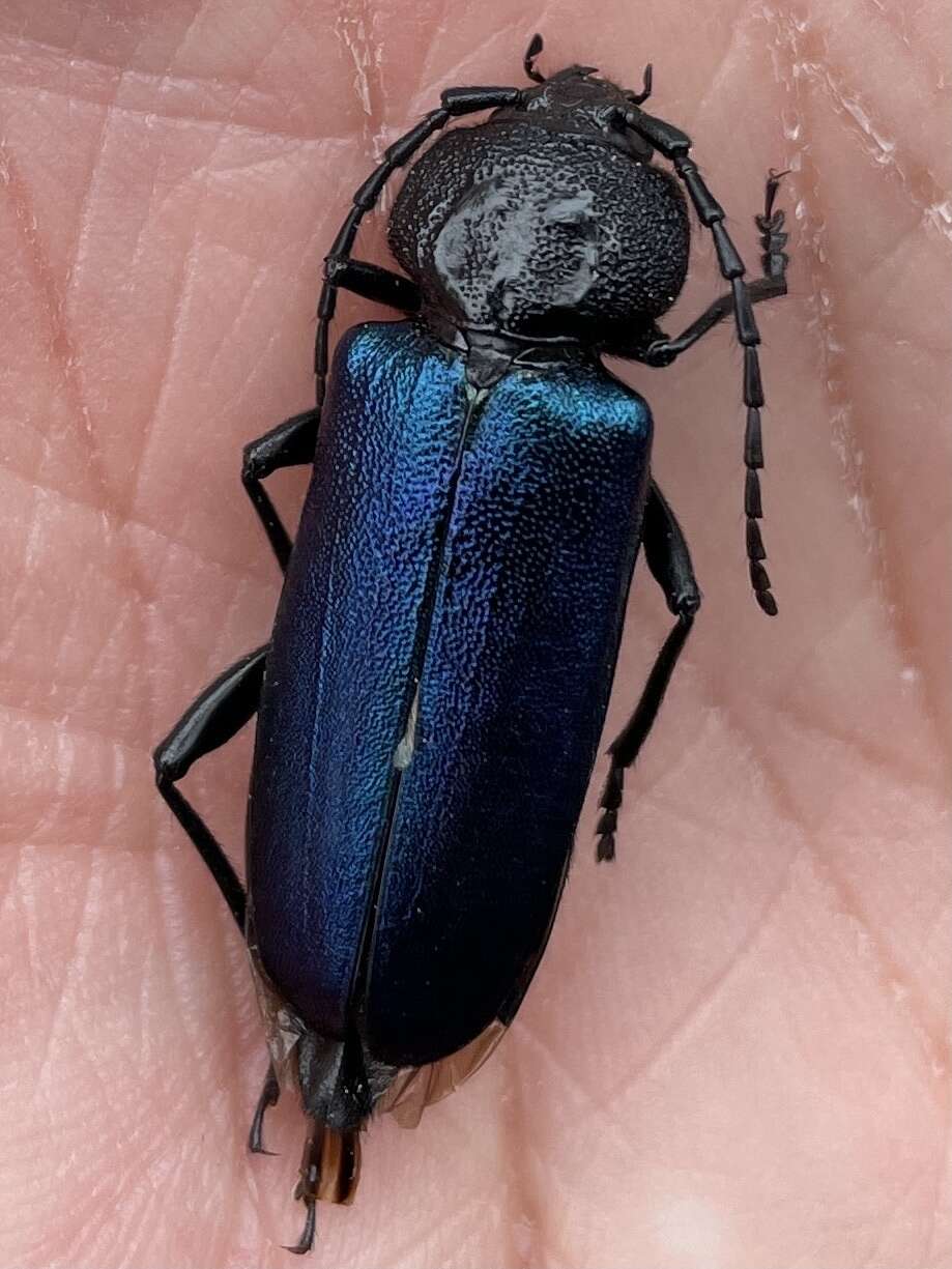 Image of Long-horned beetle