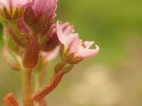 Image of hairy stonecrop