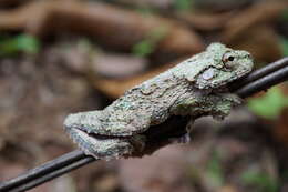 Image of Cope's Brown Treefrog